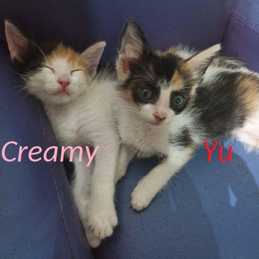 Quanti Siamo? Micini Rossi E Tricolore Meravigliosi!